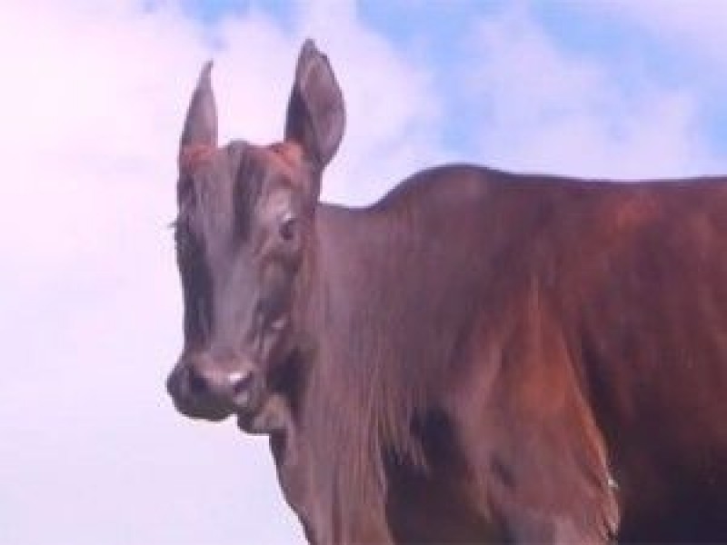 Folha de Naviraí - Vaca nasce com cabeça de cavalo e chama atenção em  fazenda